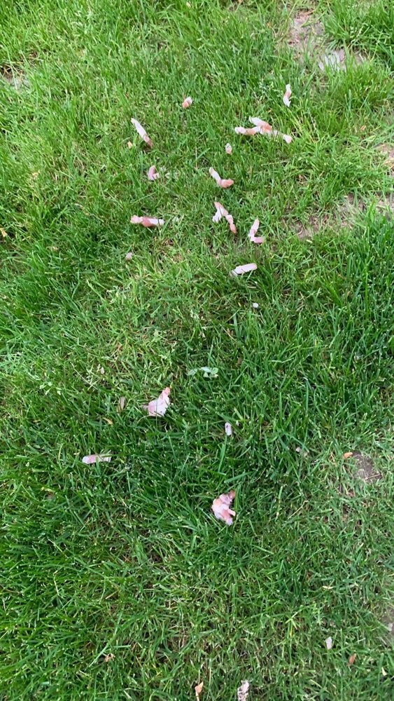 Giftköder-Speck Giftköder-Profilbild