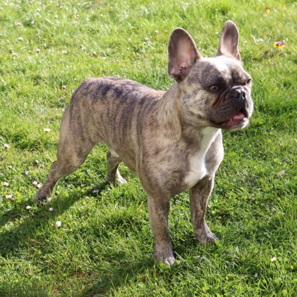 Hundetreffen-Bully/Hunde Treffen-Profilbild