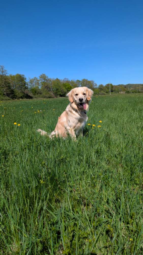 Hundetreffen-Erster Spiel-Freund gesucht-Profilbild