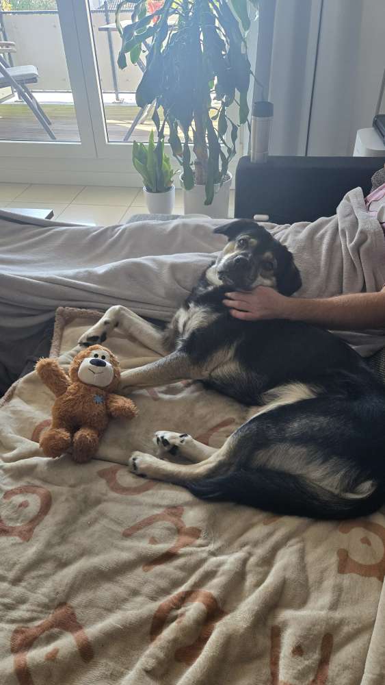 Hundetreffen-Spieltreffen-Profilbild