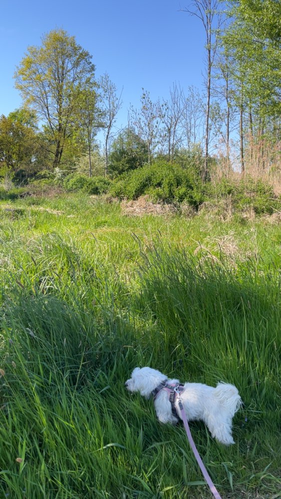 Hundetreffen-Spaziergänge-Profilbild