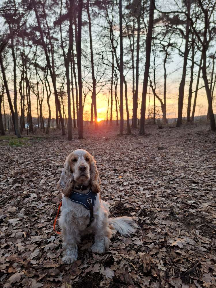 Hundetreffen-Gassirunden/Spaziergang-Profilbild