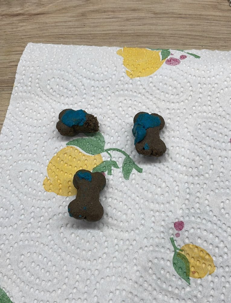 Giftköder-Giftköder! Leckerli mit Blauer Paste-Profilbild