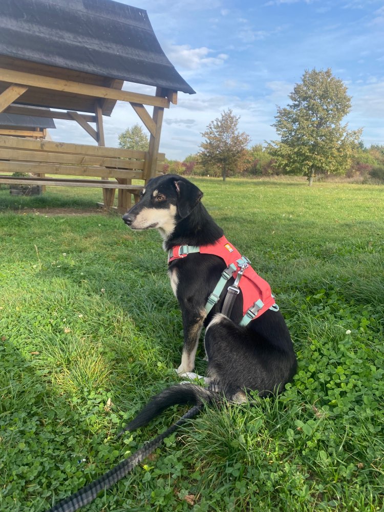 Hundetreffen-Tierschutzhunde Treffen-Profilbild