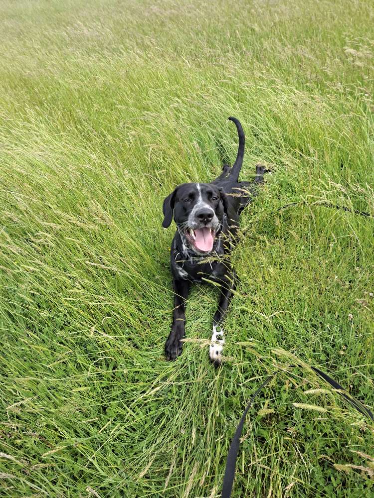 Hundetreffen-Spiel/ Gassirunde-Profilbild