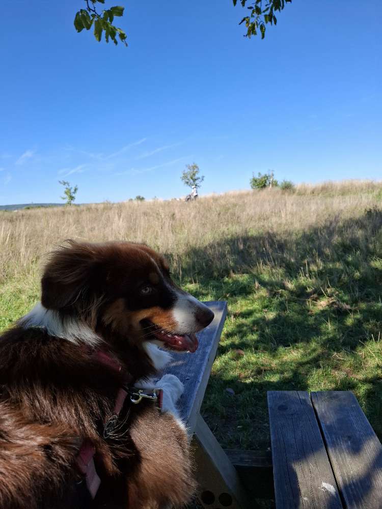 Hundetreffen-Spiel und Spaß in der Hundezone 💞-Profilbild