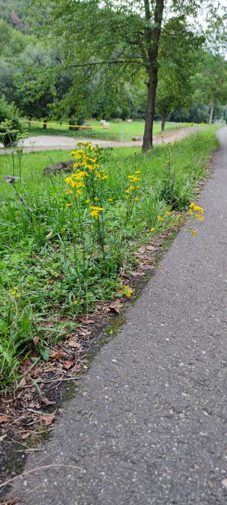 Giftköder-Jakobskraut / Jakobs-Greiskraut-Profilbild