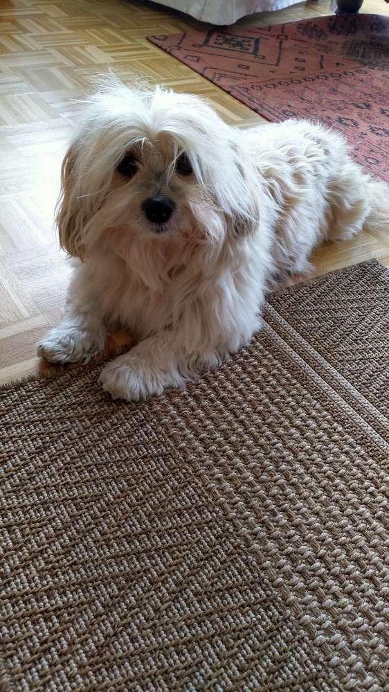 Hundetreffen-Havi sucht Gassikumpels-Profilbild