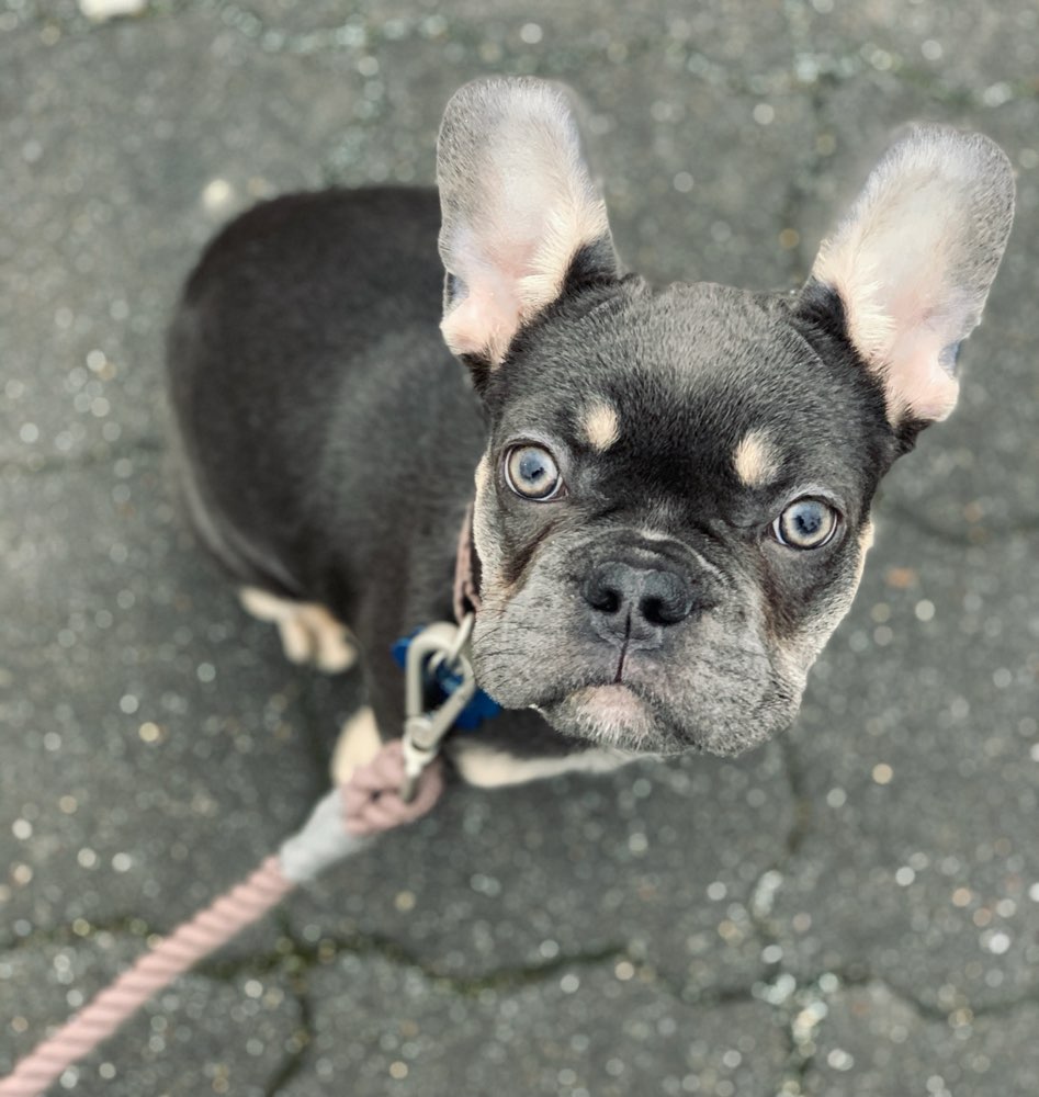 Hundetreffen-Spiel und Gassirunde-Profilbild