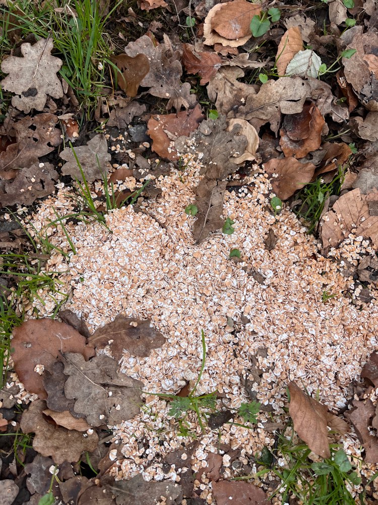 Giftköder-Haferflocken im Park-Profilbild