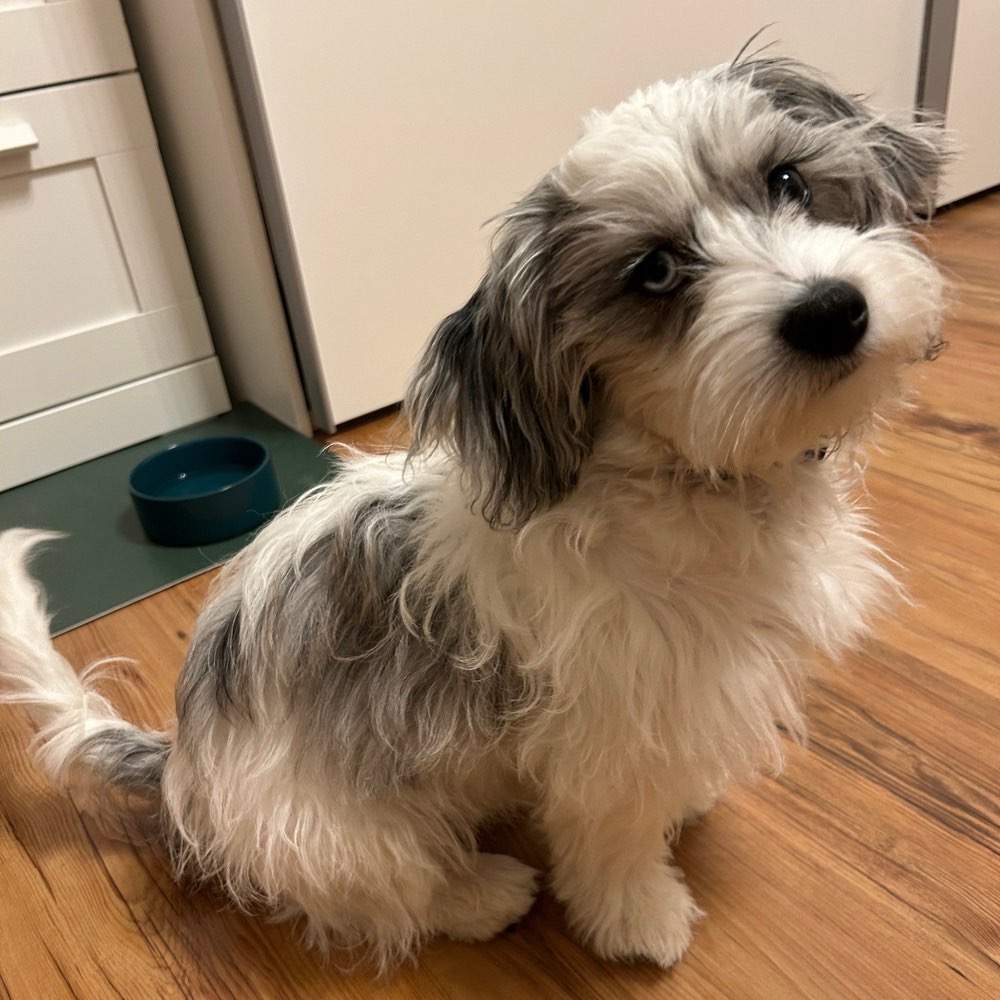 Hundetreffen-Junghundetreffen mit kleineren Rassen-Profilbild