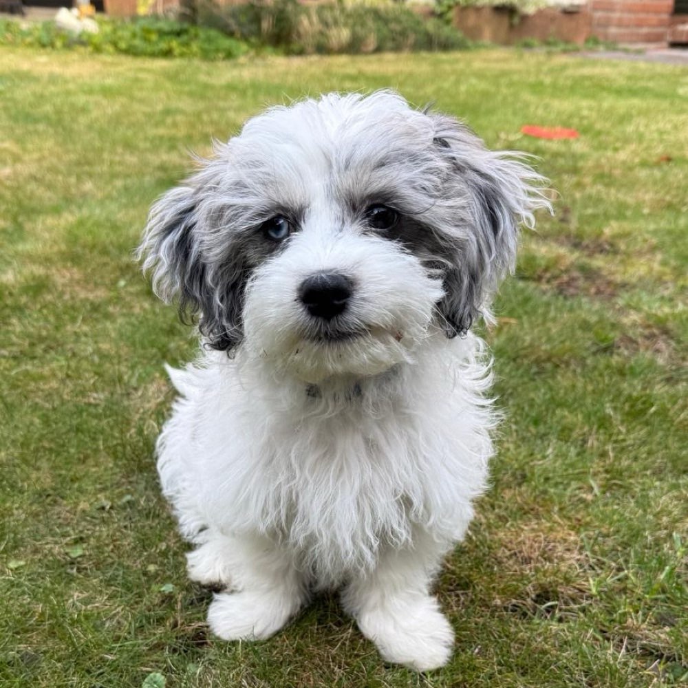 Hundetreffen-Welpentreffen-Profilbild