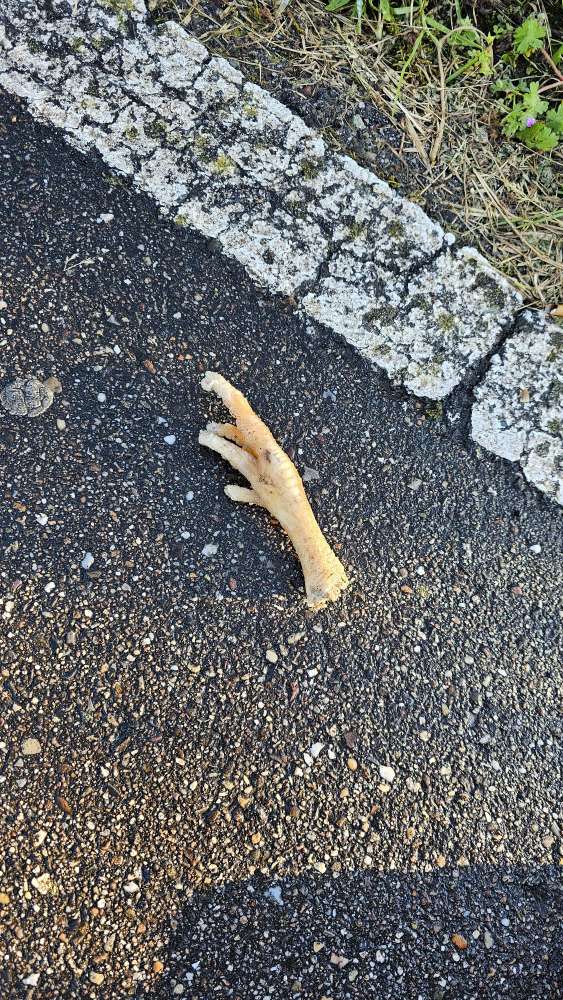 Giftköder-Giftköder nähe Futterhaus Wiesental-Profilbild