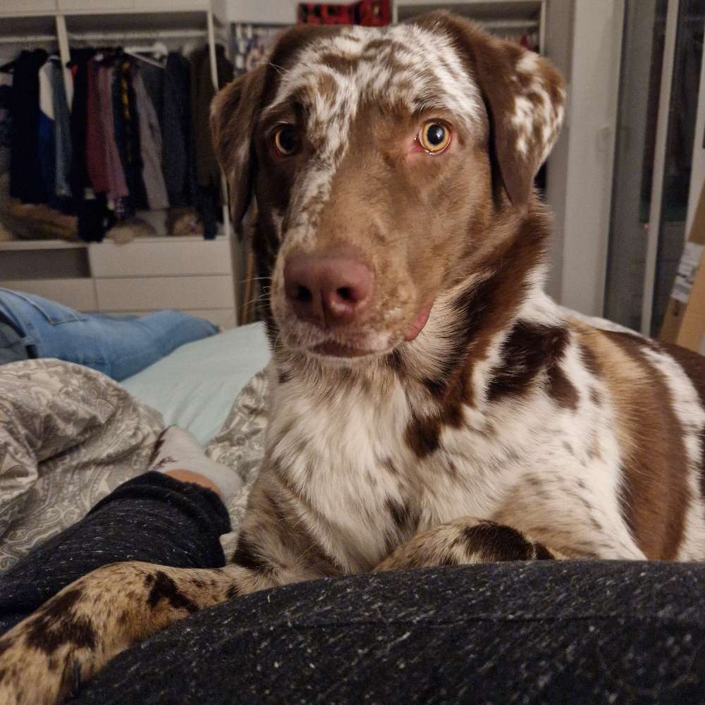 Hundetreffen-Spielgruppe-Profilbild