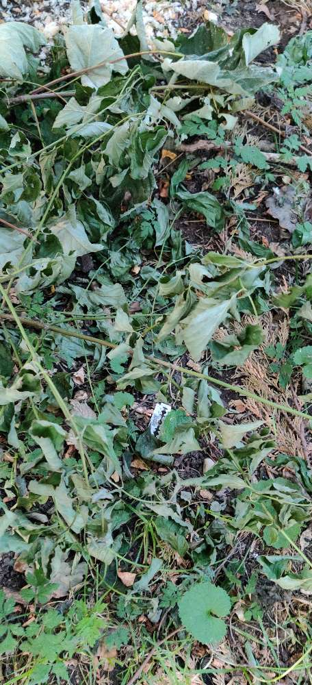 Giftköder-Rasierklinge-Profilbild