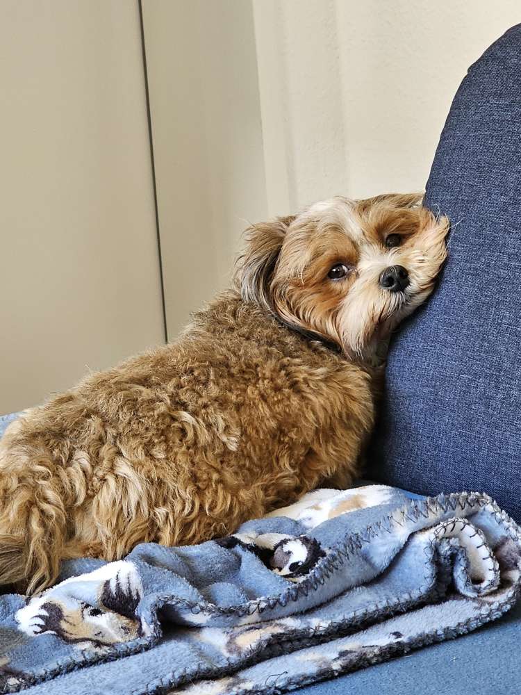 Hundetreffen-Kleine Hunde Treffen-Profilbild