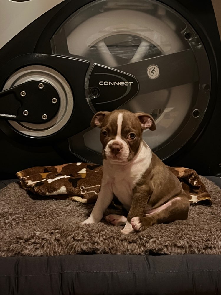 Hundetreffen-Welpentreffen im Schlosspark Charlottenburg-Profilbild