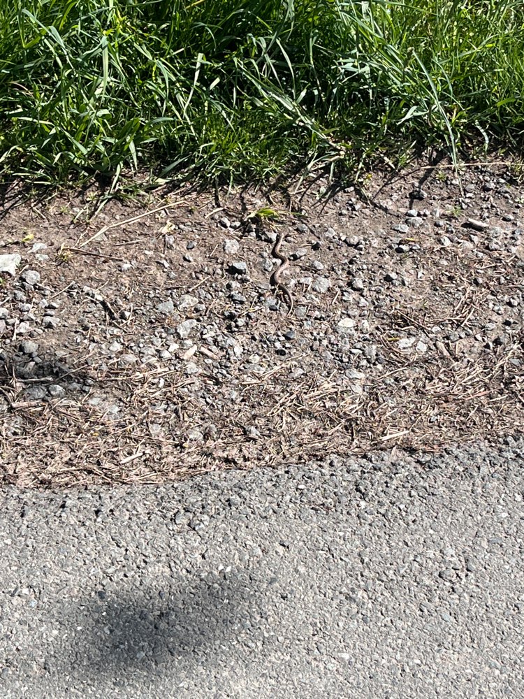 Giftköder-Kreuzotter gesichtet-Profilbild