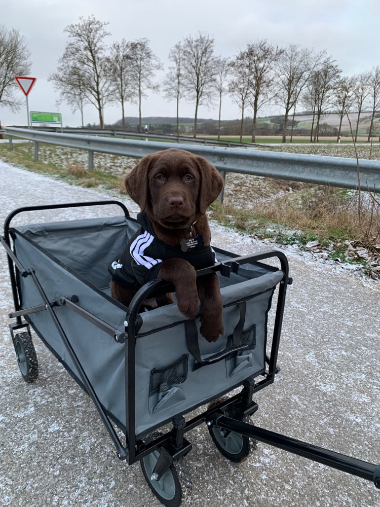 Hundetreffen-Welpentreffen/Spieltreffen-Profilbild