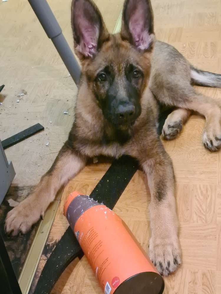 Hundetreffen-Welpen-und Junghundetreffen-Profilbild