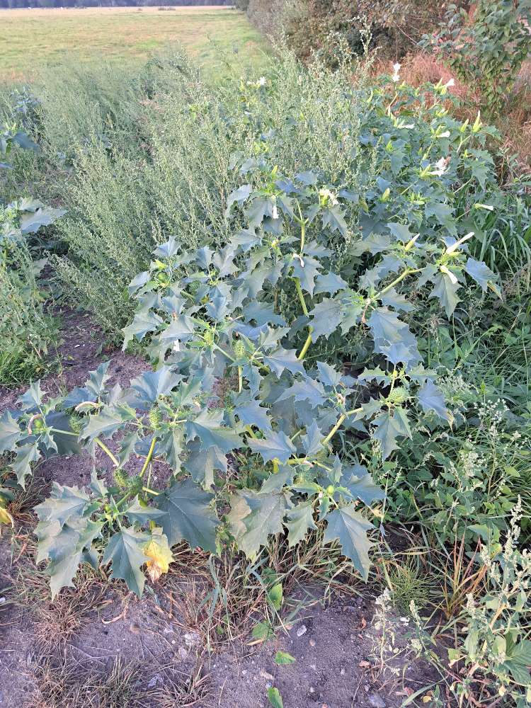 Giftköder-Stechapfel-Profilbild