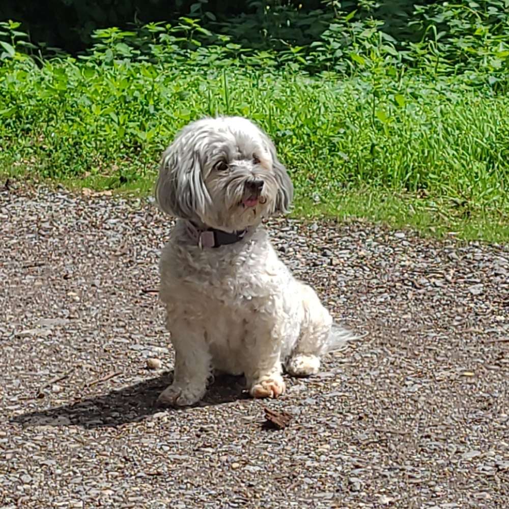 Hundetreffen-Ruhige Gassirunde-Profilbild