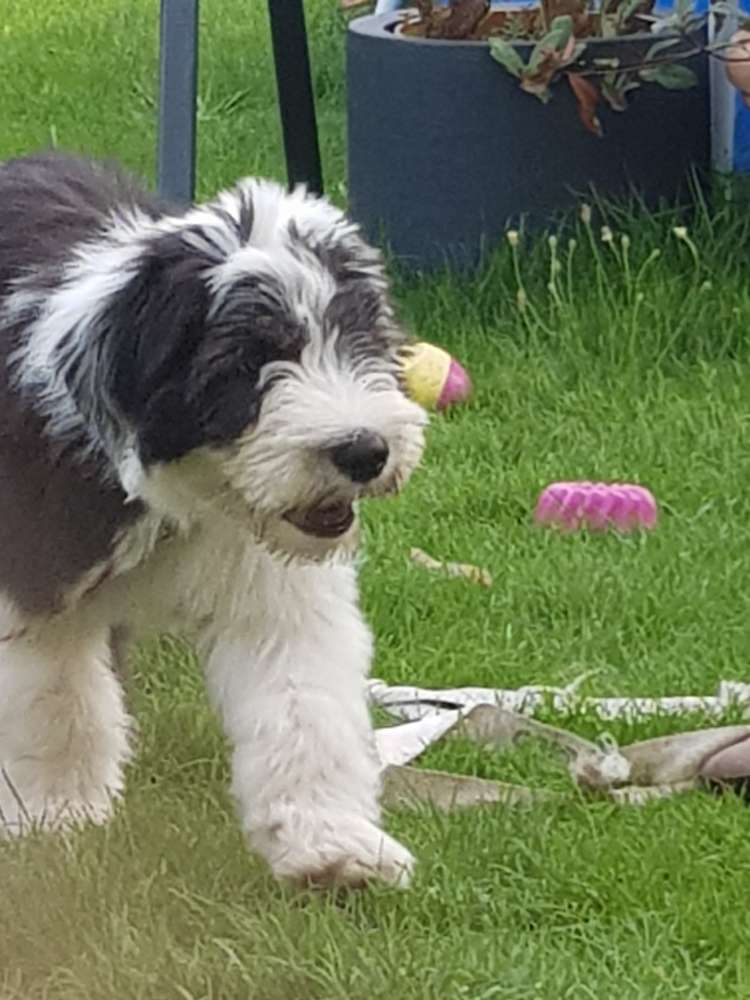 Hundetreffen-Welpchen möchte von einem sicheren Hund Die Welt erklärt bekommen-Profilbild