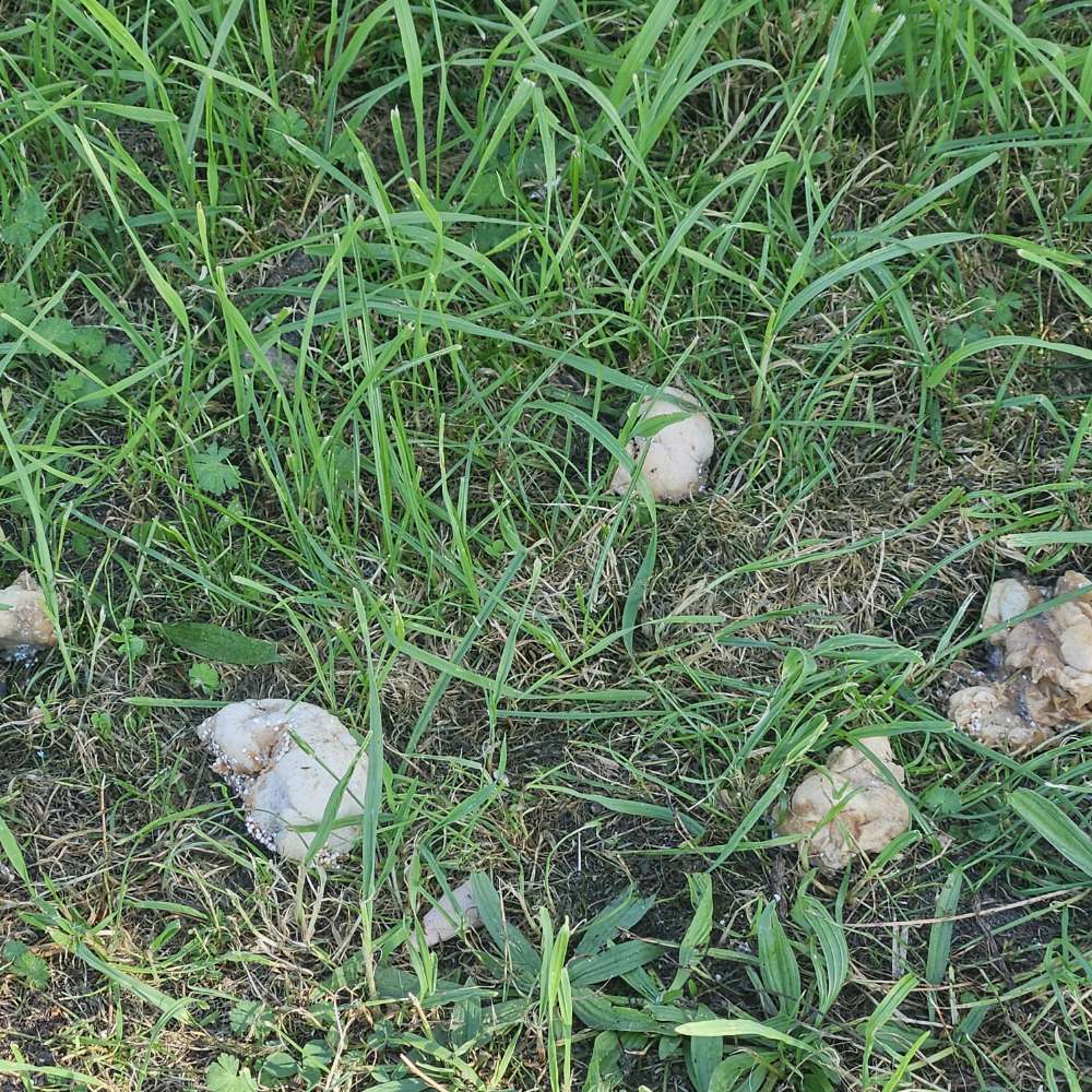 Giftköder-Ausgelegtes fleisch-Profilbild