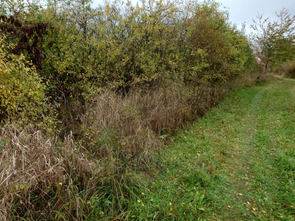 Giftköder-Toter Waschbär-Profilbild