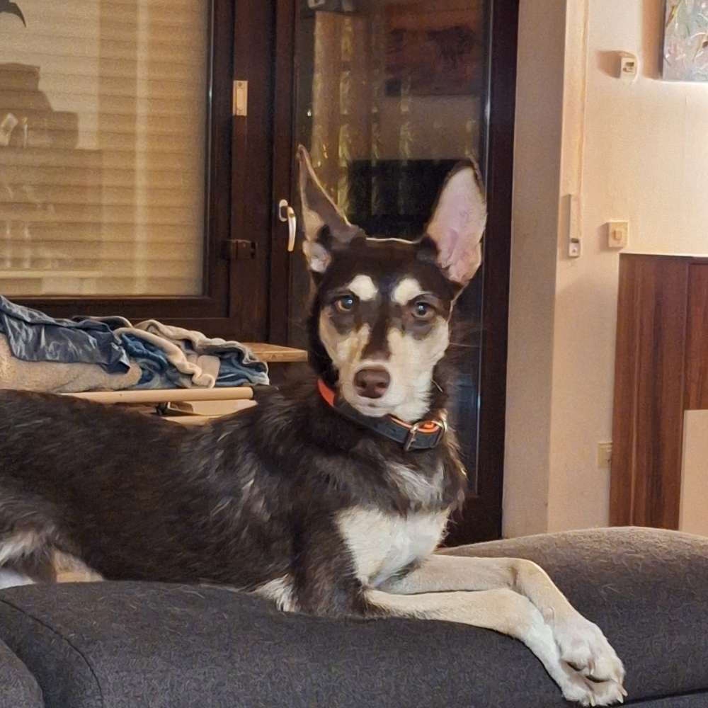 Hundetreffen-Sozialisierung-Profilbild