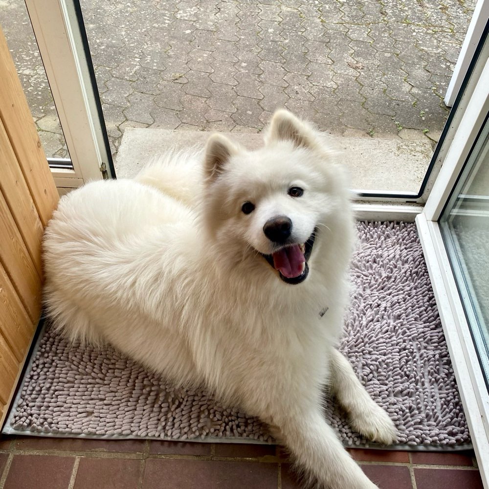 Hundetreffen-Freunde für Blacky-Profilbild