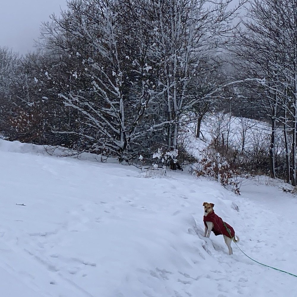 Hundetreffen-Spaziergang in und um Goslar-Profilbild