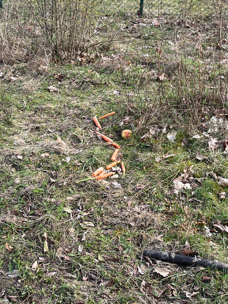 Giftköder-Karotten und Äpfel, ausgelegt-Profilbild