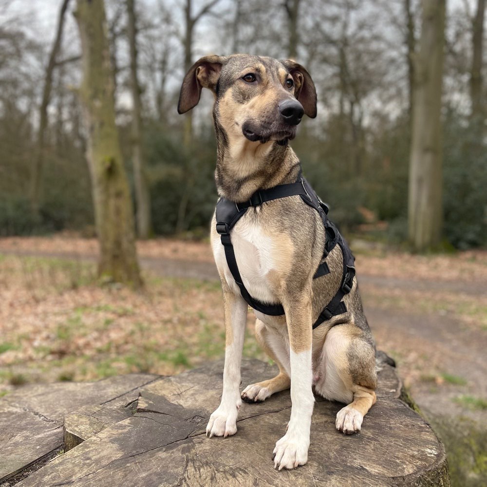 Hundetreffen-Spiel und Gassi Freundschaft-Profilbild