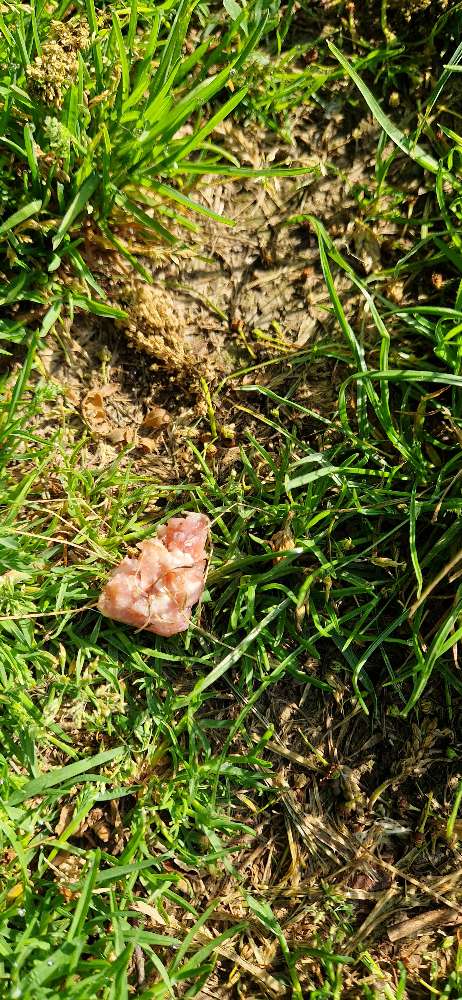 Giftköder-Giftköder-Profilbild