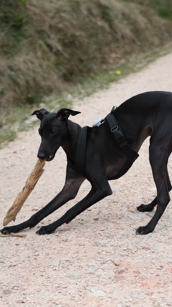 Hundetreffen-Gassi-Gesellschaft gesucht-Profilbild