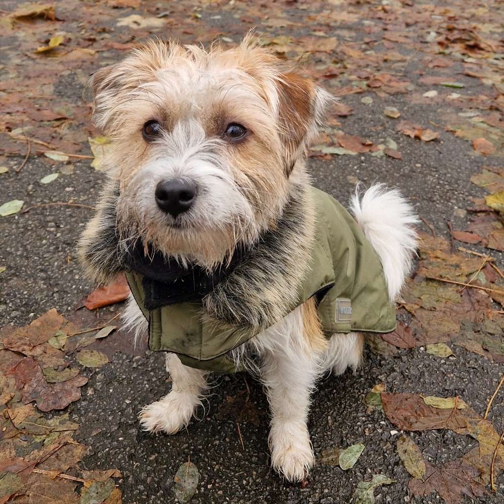 Hundetreffen-Elfi sucht Gassi-/Spielfreund-Profilbild