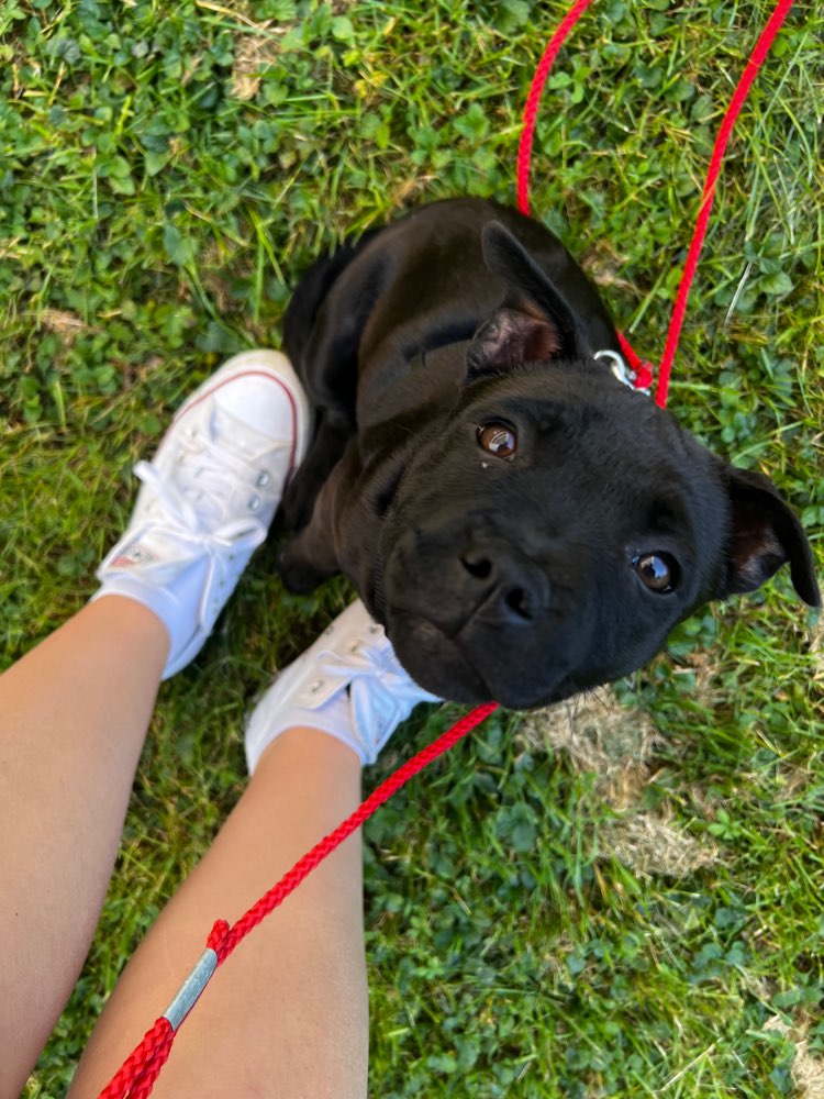 Hundetreffen-Welpen treffen 🤞🏼-Profilbild