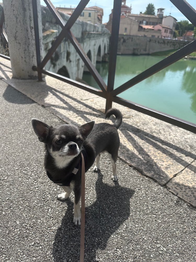 Hundetreffen-Gassi Runde / Social Walk Musikerviertel/ Rosenau-Profilbild