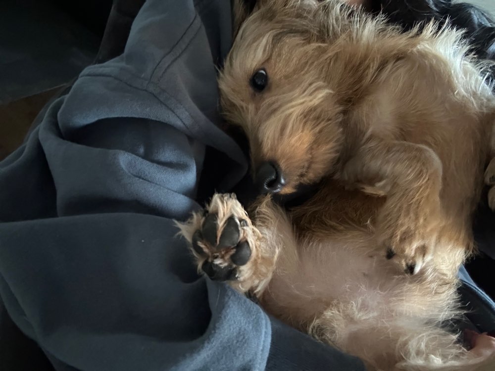 Hundetreffen-Georgie sucht Freunde 🐶💘-Profilbild