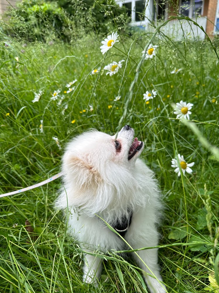 Hundetreffen-Suche gelassenen Hund als Gassifreund-Profilbild