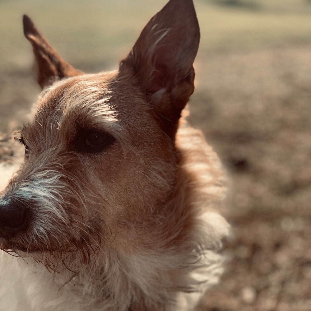 Suchmeldung-Bucki-Profilbild