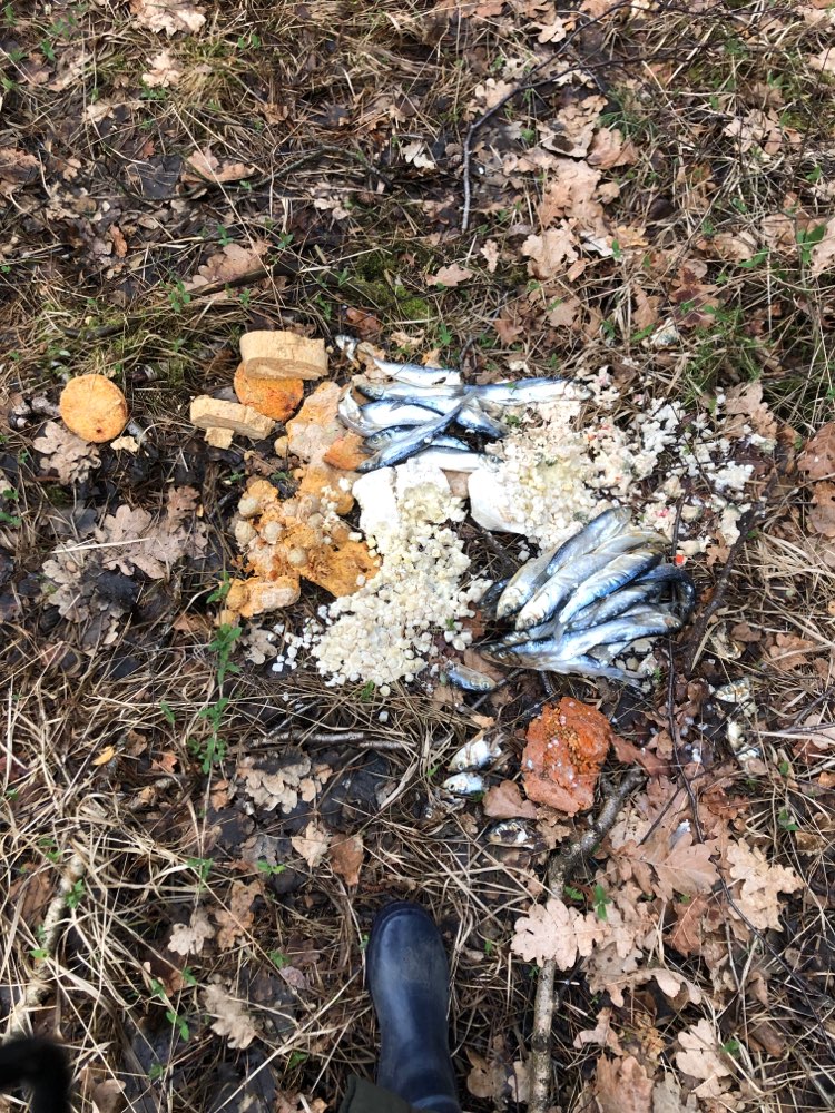 Giftköder-Giftköder (möglicherweise)-Profilbild