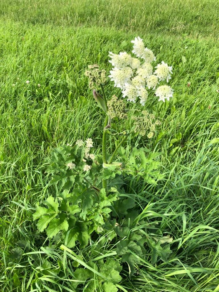 Giftköder-Riesenbärenklau-Profilbild
