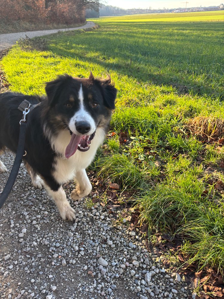 Hundetreffen-Gassirunde / Spielerunde-Profilbild