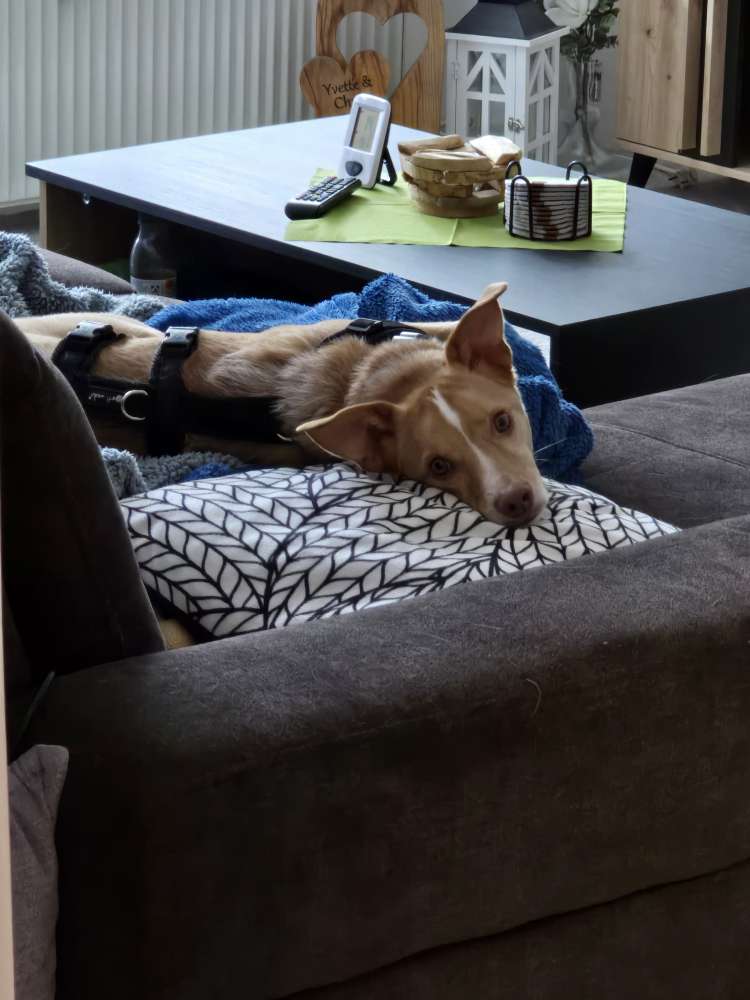 Hundetreffen-Sozialisierung-Profilbild