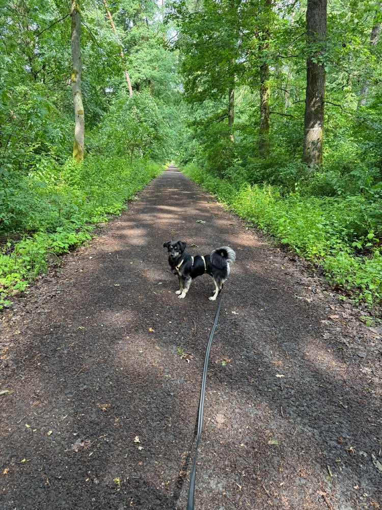 Hundetreffen-Social Walk Buseck und Umgebung-Profilbild