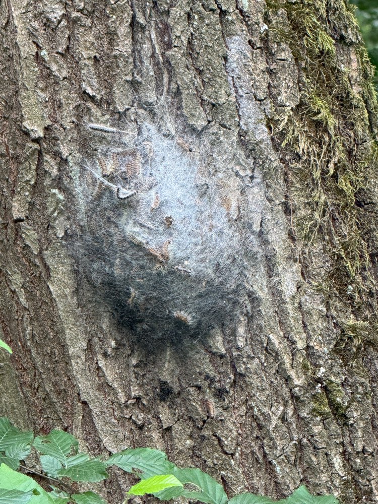 Giftköder-Eichenprozessionsspinner am Baum-Profilbild