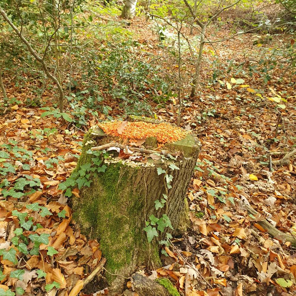 Giftköder-Vermutlich Gift-Profilbild