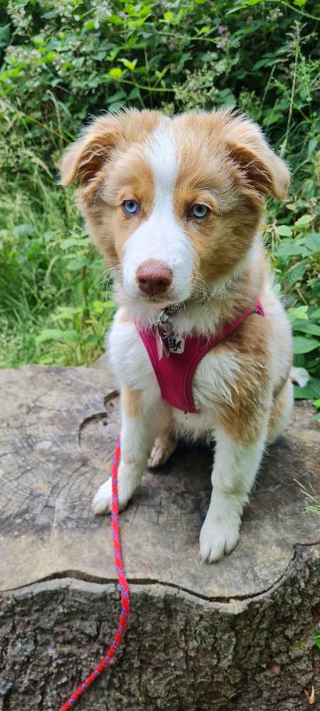 Hundetreffen-Spiel- und Spaziertreff-Profilbild